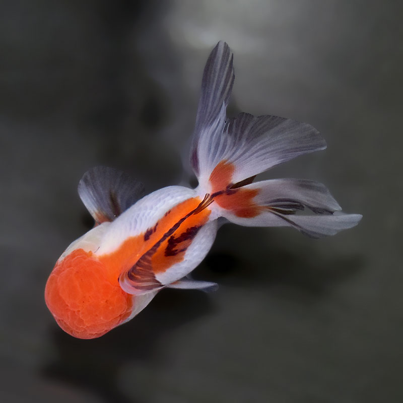 金魚王子】三色高頭オランダ 9.5cm前後 (個体番号：xsw515) 金魚