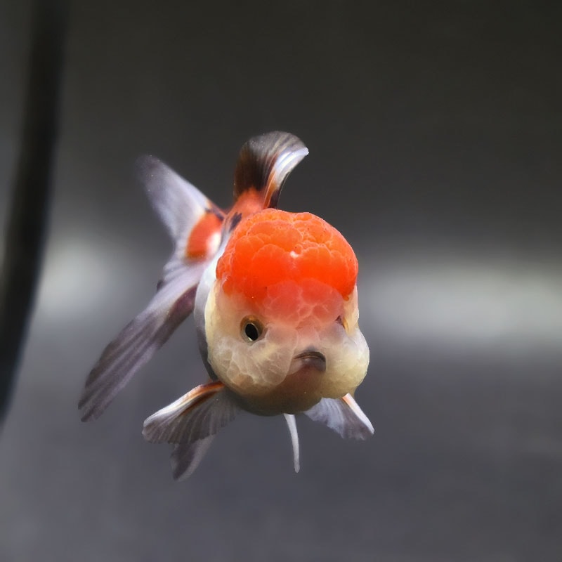 金魚　珍しいシルクオランダ2歳18センチ 金魚王子】三色高頭オランダ 9.5cm前後 (個体番号：xsw515) 金魚
