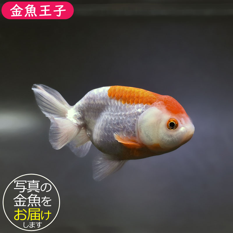 金魚王子】更紗らんちゅう 13cm前後 (個体番号：xsw704) 金魚 きんぎょ