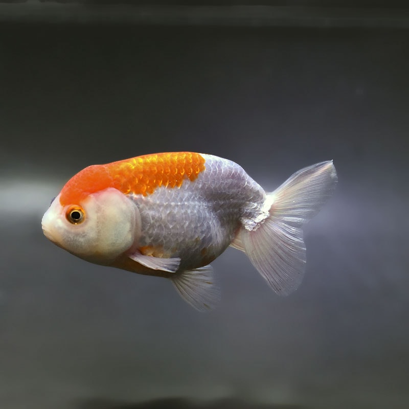 金魚王子】更紗らんちゅう 13cm前後 (個体番号：xsw704) 金魚 きんぎょ