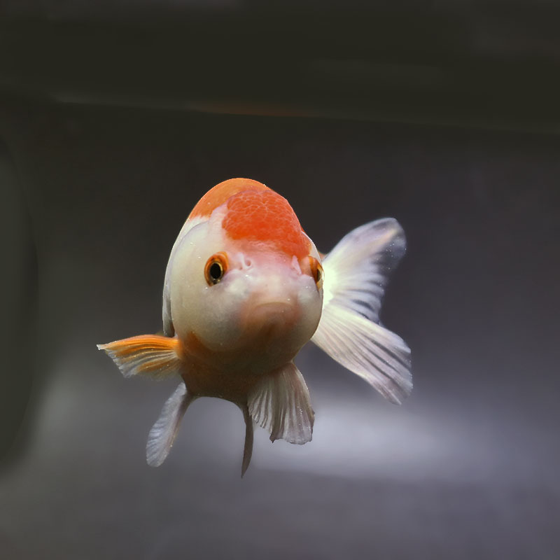 金魚王子】更紗らんちゅう 13cm前後 (個体番号:xsw704) 金魚 きんぎょ 金魚王子】更紗らんちゅう 13cm前後 (個体番号:xsw704) 金魚 きんぎょ