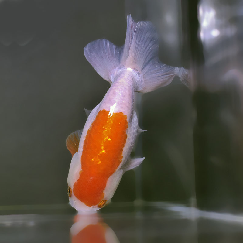 金魚王子】更紗らんちゅう 13cm前後 (個体番号：xsw704) 金魚 きんぎょ