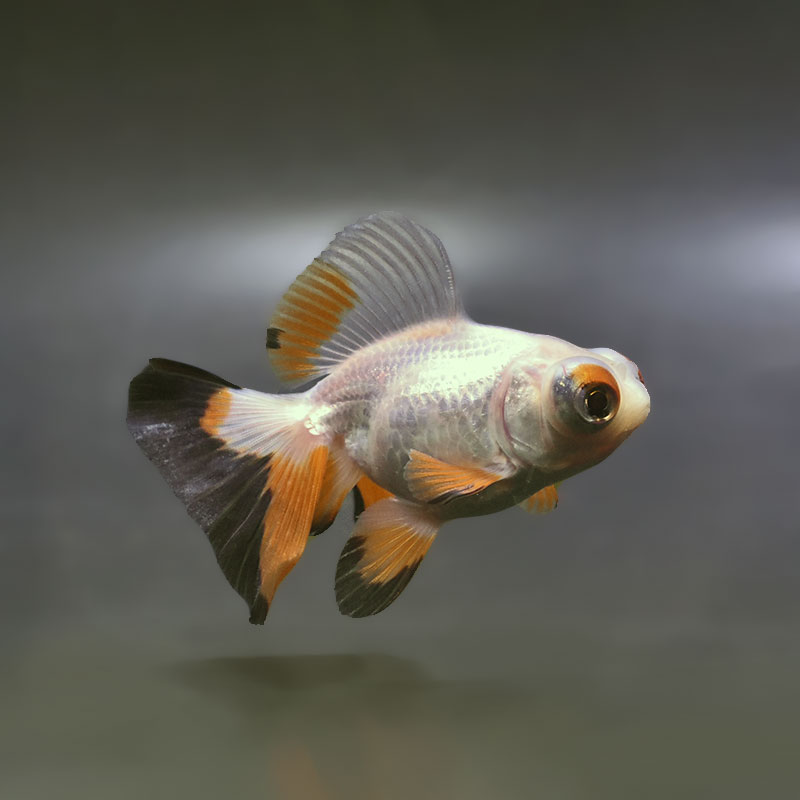 金魚王子】変わり柄蝶尾 9±1cm前後 (個体番号：xsw852) 金魚 きんぎょ