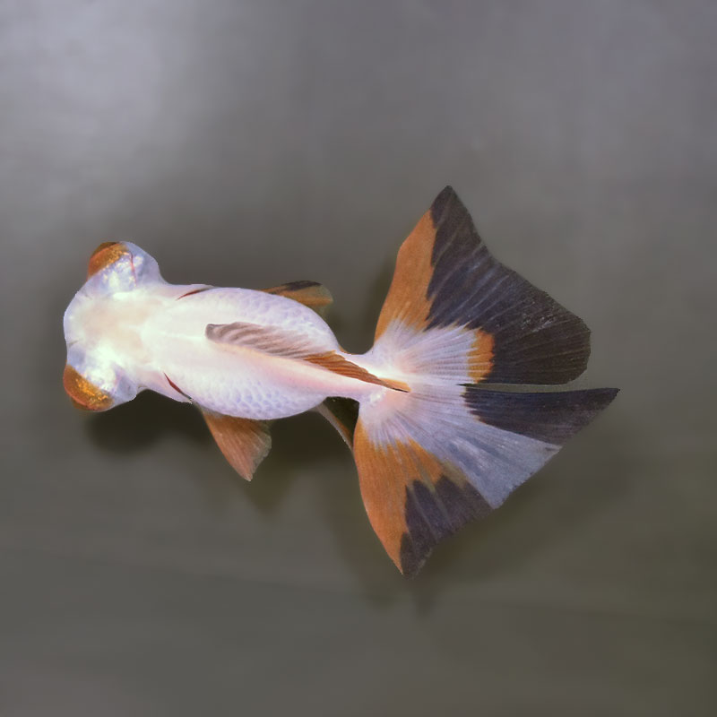 金魚王子】変わり柄蝶尾 9±1cm前後 (個体番号：xsw852) 金魚 きんぎょ