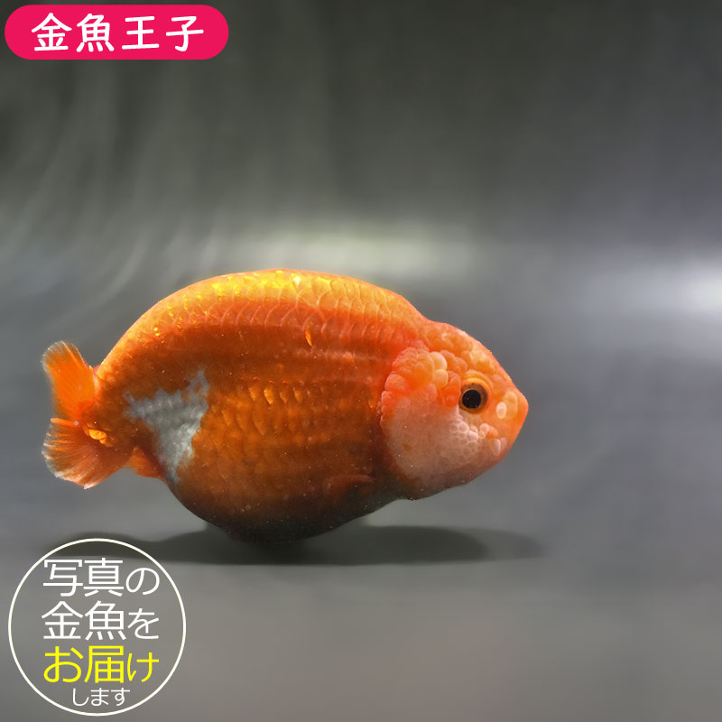 金魚王子】更紗らんちゅう 10cm前後 (個体番号：zaq301) 金魚 きんぎょ