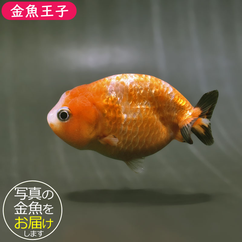 らんちゅう他 金魚王子】変わり柄らんちゅう 8～9cm前後 (個体番号：zaq484) 金魚