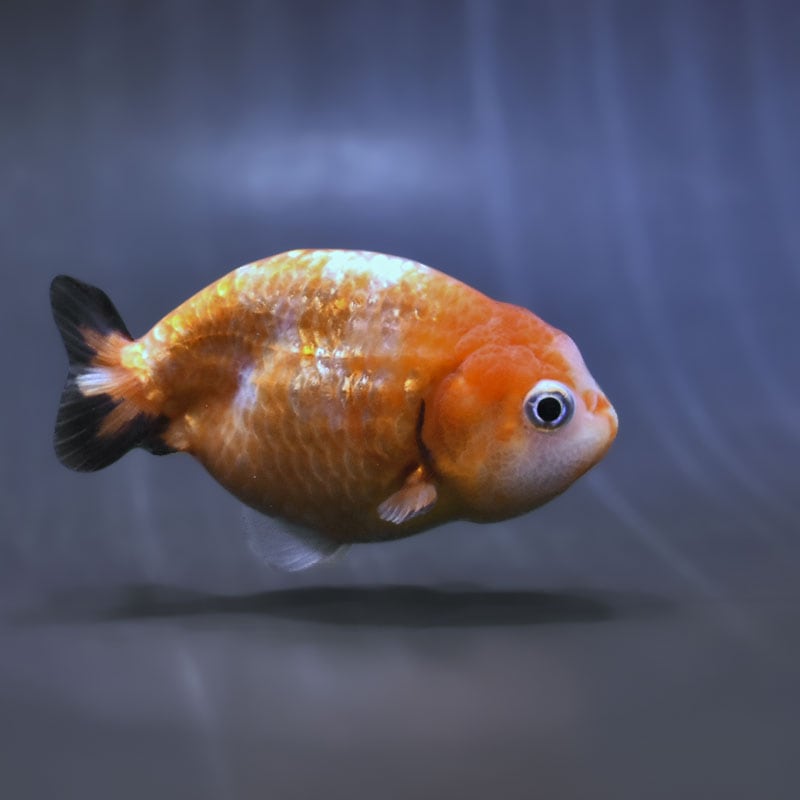 金魚王子】変わり柄らんちゅう 8～9cm前後 (個体番号：zaq484) 金魚