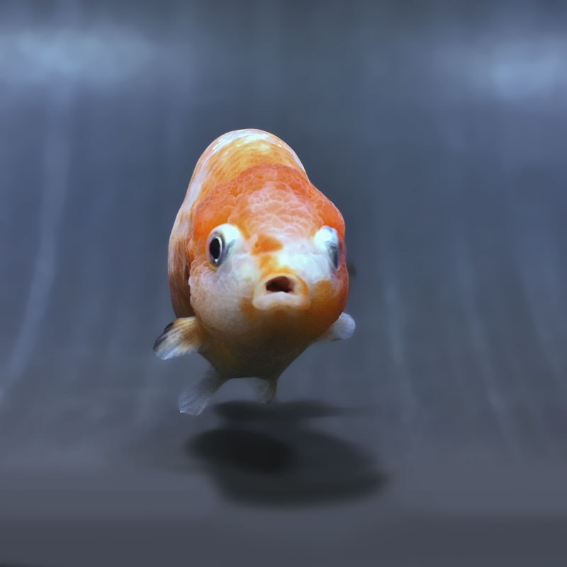 金魚王子】変わり柄らんちゅう 8～9cm前後 (個体番号：zaq484) 金魚