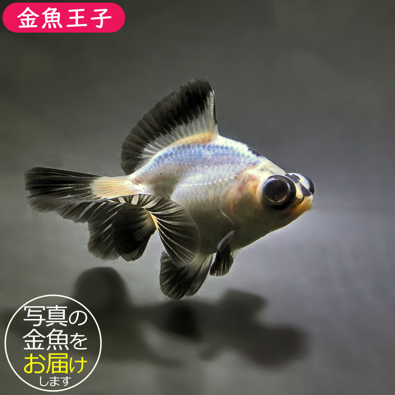 金魚王子】パンダ蝶尾 8～9cm前後 (個体番号：zaq678) 金魚 きんぎょ