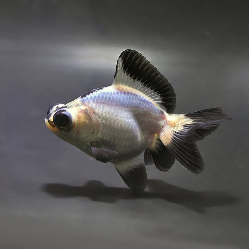 金魚王子】パンダ蝶尾 8～9cm前後 (個体番号：zaq678) 金魚 きんぎょ
