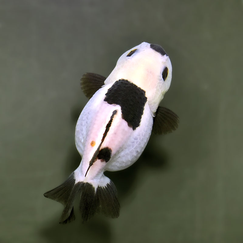金魚王子】白黒オランダ 9±1cm前後 (個体番号：xsw342) 金魚 きんぎょ