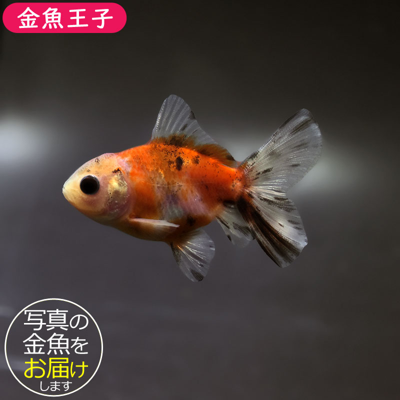 金魚 金魚王子】更紗蝶尾 7±1cm前後 (個体番号：cde557) 金魚 きんぎょ 生体
