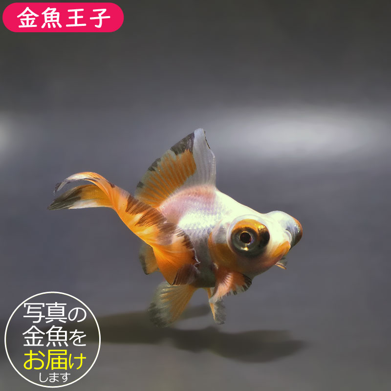 金魚王子】変わり柄蝶尾 9±1cm前後 (個体番号：xsw853) 金魚 きんぎょ
