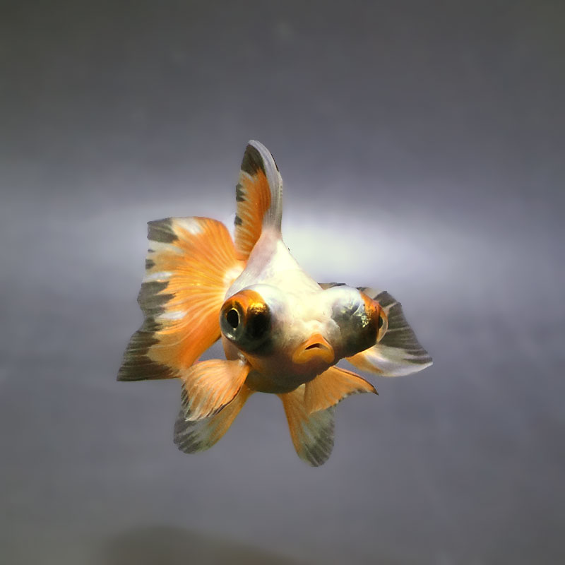 きんぎょ様追加分 金魚王子】変わり柄蝶尾 9±1cm前後 (個体番号：xsw853) 金魚 きんぎょ