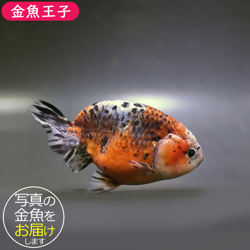 金魚王子】五色江戸錦 12cm前後 (個体番号：zaq134) 金魚 きんぎょ