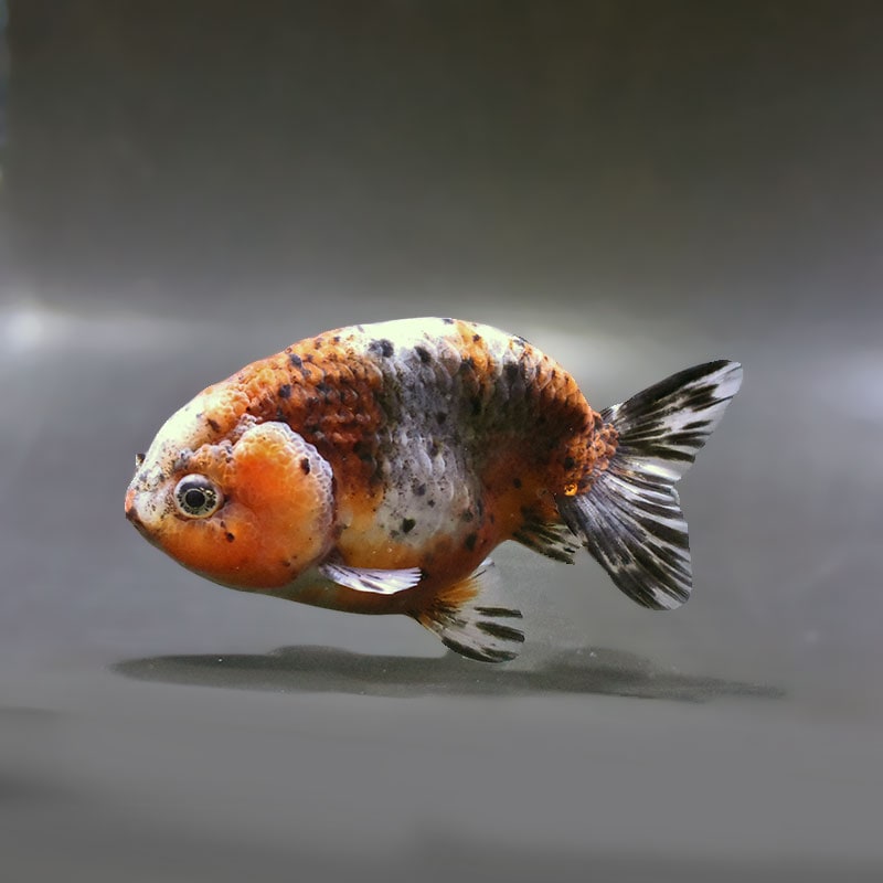 金魚王子】五色江戸錦 12cm前後 (個体番号：zaq134) 金魚 きんぎょ