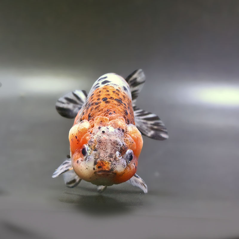 金魚王子】五色江戸錦 12cm前後 (個体番号：zaq134) 金魚 きんぎょ