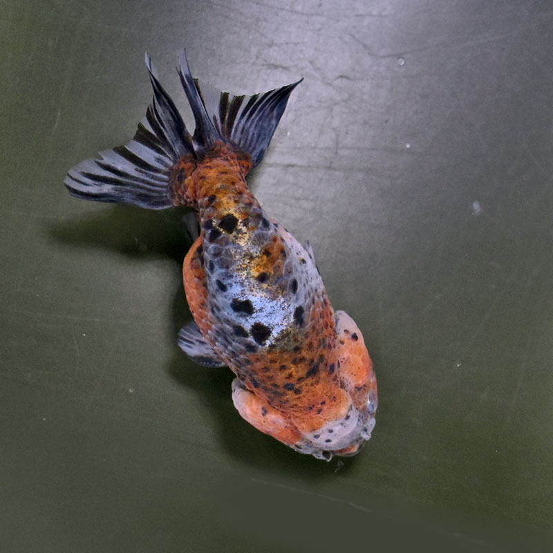 金魚王子】五色江戸錦 12cm前後 (個体番号：zaq134) 金魚 きんぎょ