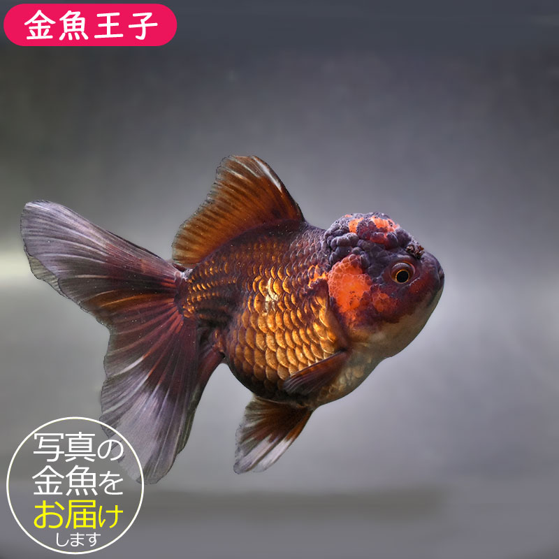 金魚王子】ハーフムーンオランダ 13cm前後 (個体番号：zaq311) 金魚