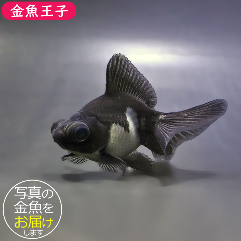 金魚王子】パンダ蝶尾 8～9cm前後 (個体番号：zaq679) 金魚 きんぎょ