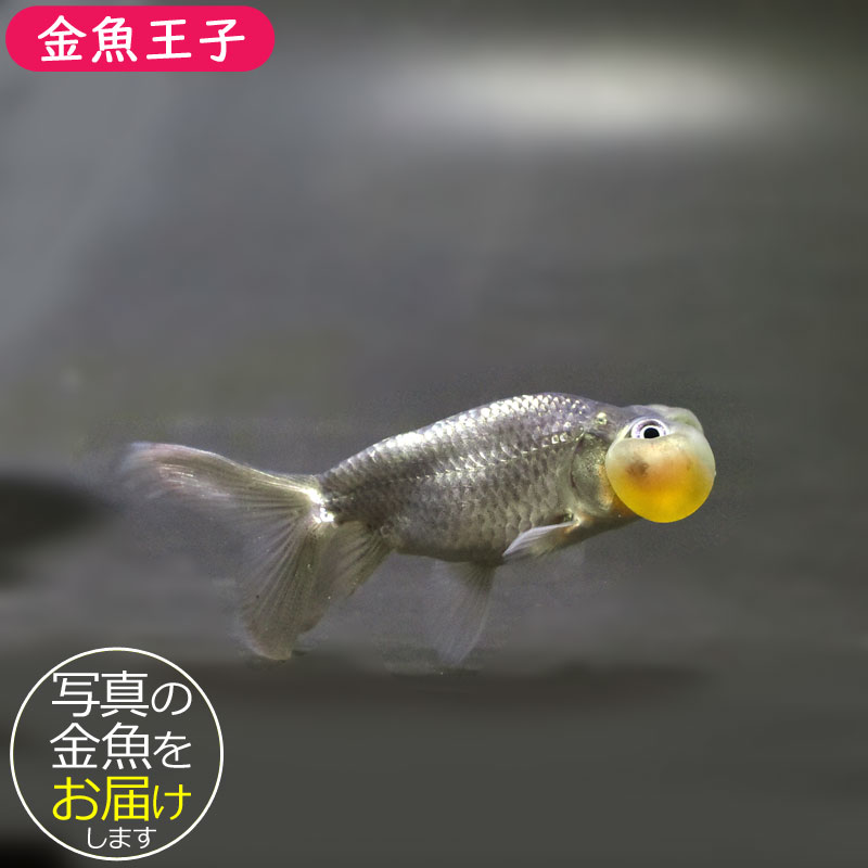 金魚の群れ　油彩画 7日、8日と秋田に行って来ます！ 出品作品「金魚」（水彩） F4