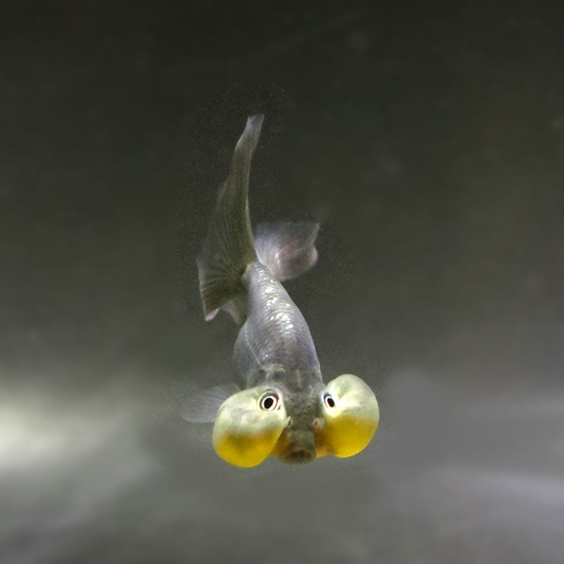 金魚様、専用出品 金魚元気 うるおう水づくり詰替用240mL | ジェックス株式会社