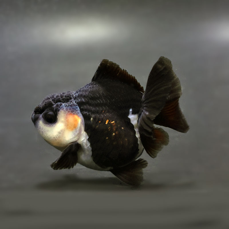 金魚王子】白黒ショートテールオランダ 7.5±1cm前後 (個体番号：cde921