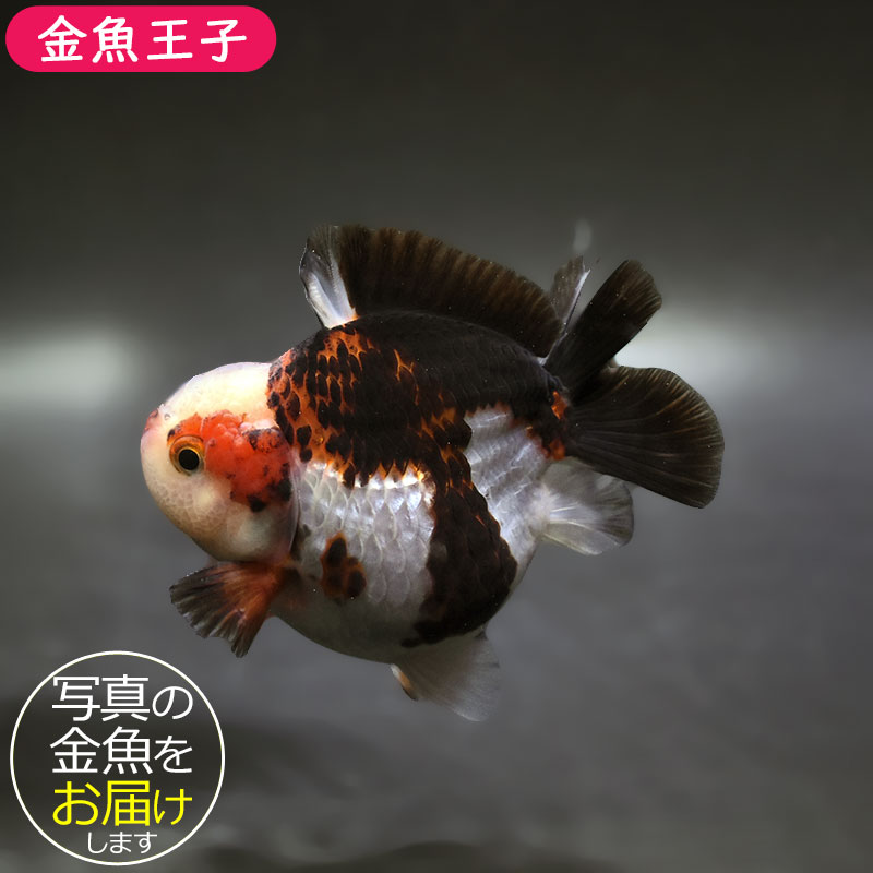 金魚王子】トリカラーオランダ 9±1cm前後 (個体番号：xsw343) 金魚