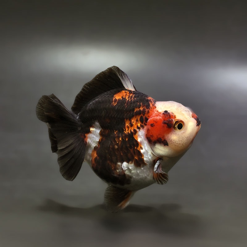 金魚王子】トリカラーオランダ 9±1cm前後 (個体番号：xsw343) 金魚