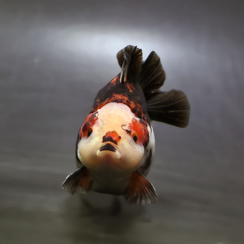 金魚王子】トリカラーオランダ 9±1cm前後 (個体番号：xsw343) 金魚