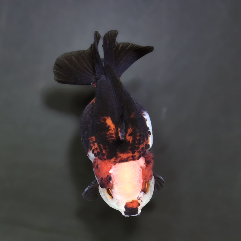 金魚　 金魚王子】トリカラーオランダ 金魚 (個体番号：xsw296) 9cm前後 着物・浴衣
