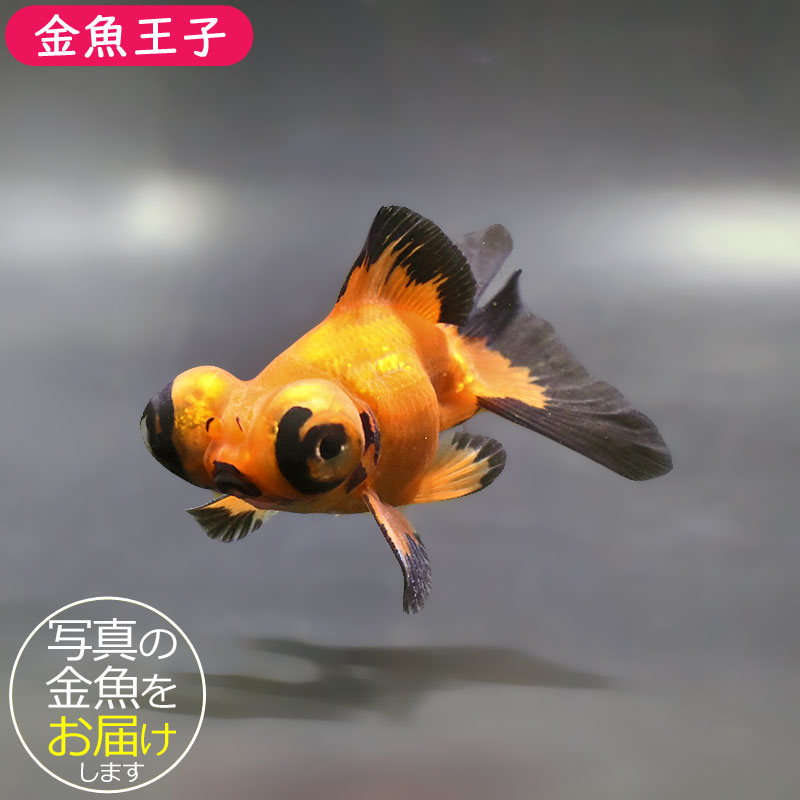 金魚王子】虎蝶尾 9±1cm前後 (個体番号：xsw854) 金魚 きんぎょ 生体