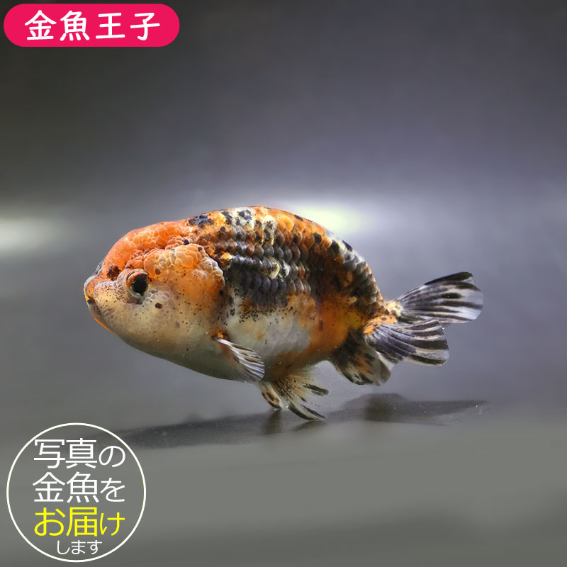 金魚王子】五色江戸錦 12.5cm前後 (個体番号：zaq135) 金魚 きんぎょ