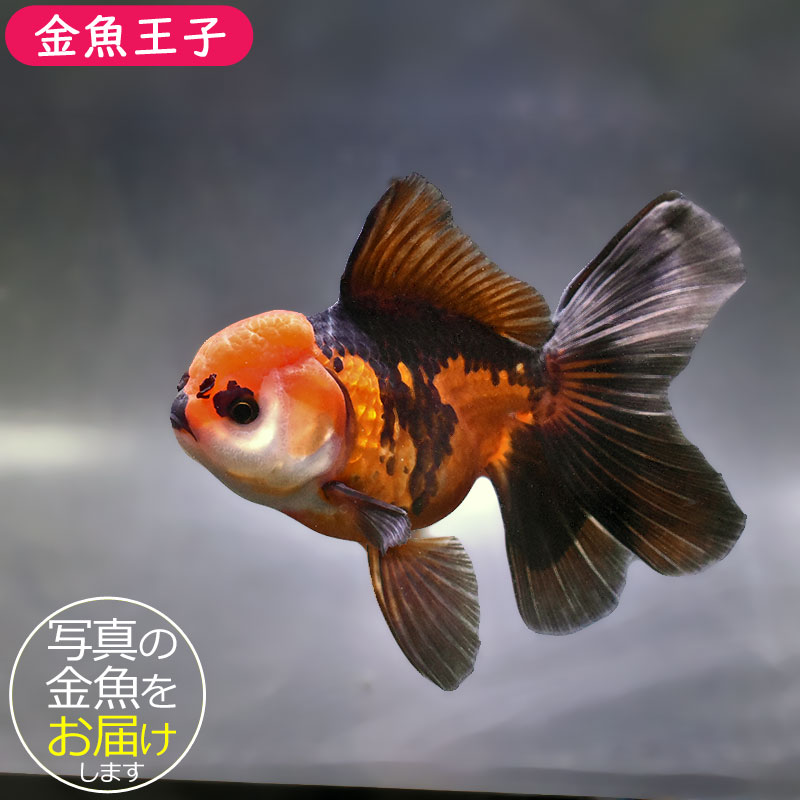 金魚王子】ハーフムーンオランダ 14cm前後 (個体番号：zaq312) 金魚