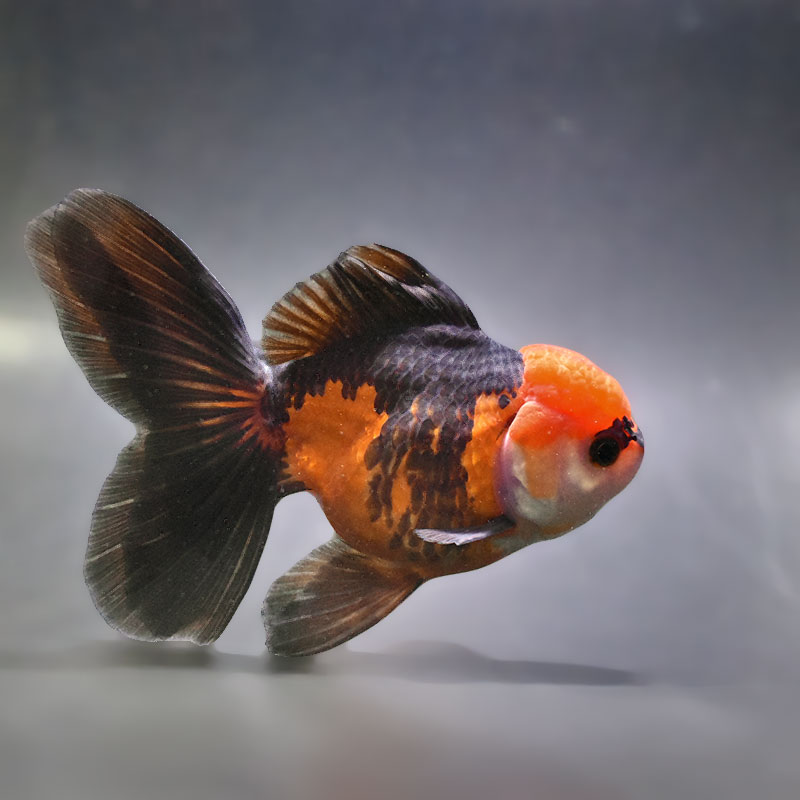 稀少 天然石 握り石 金魚 金魚王子】ハーフムーンオランダ 14cm前後 (個体番号：zaq312) 金魚