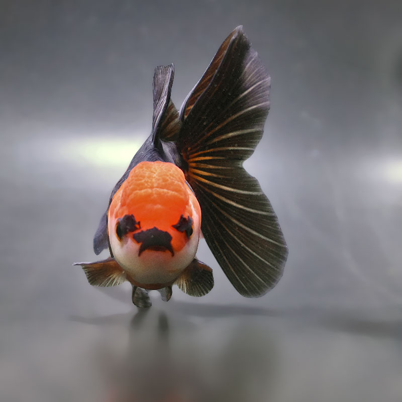 金魚王子】ハーフムーンオランダ 14cm前後 (個体番号：zaq312) 金魚