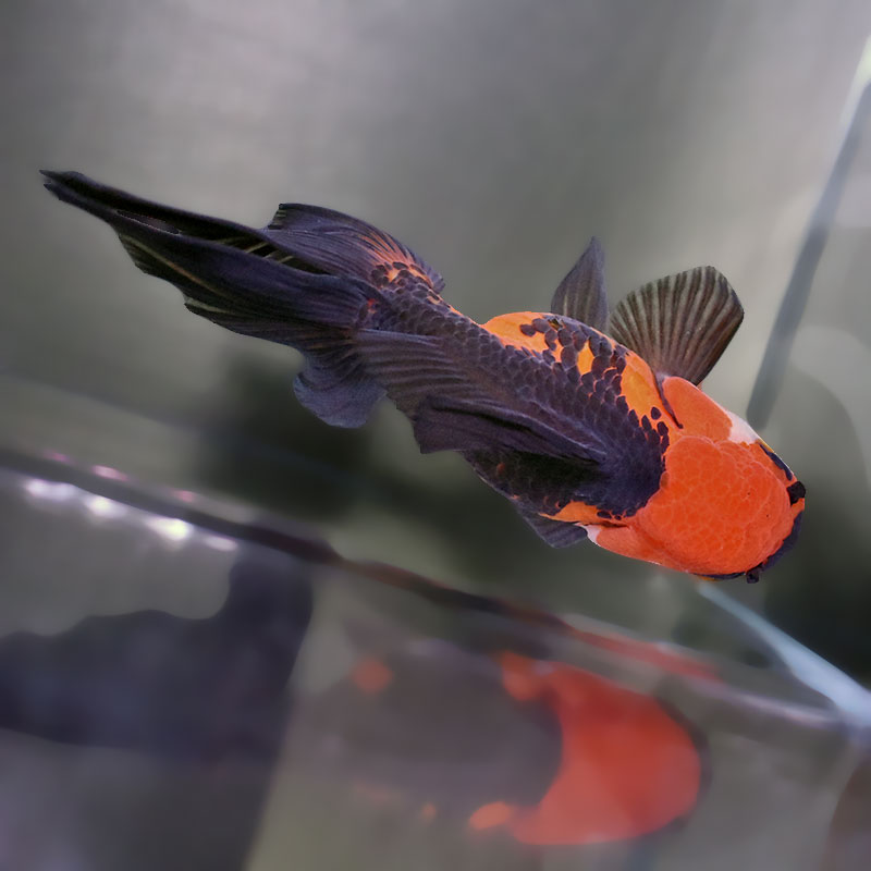 金魚王子】ハーフムーンオランダ 14cm前後 (個体番号：zaq312) 金魚