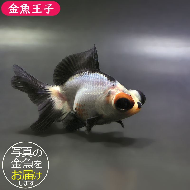 金魚王子】変わり柄パンダ蝶尾 8～9cm前後 (個体番号：zaq680) 金魚