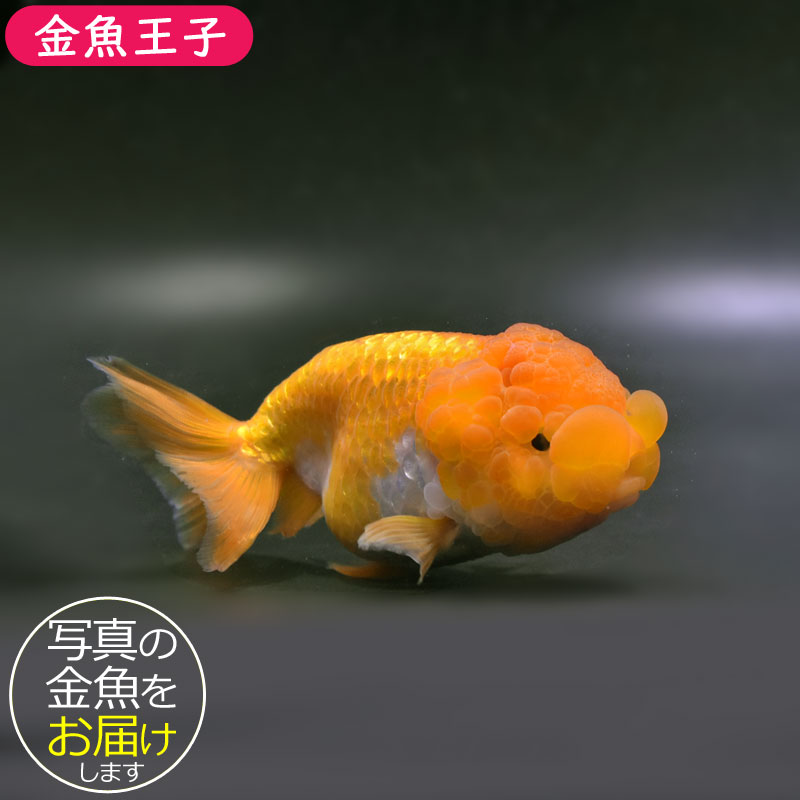 キキララさん専用　白蛇龍紋天珠たん！珍しい！ 金魚王子】ネコガシラ 12.5cm前後 (個体番号：cde421) 金魚