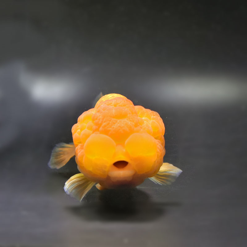 金魚　ブルーラメ　猫　5個セット Lサイズのおっきなにゃんこの金魚鉢 メーカー直送▽返品