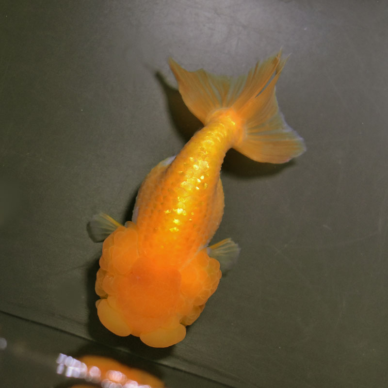 金魚王子】ネコガシラ 12.5cm前後 (個体番号：cde421) 金魚 きんぎょ