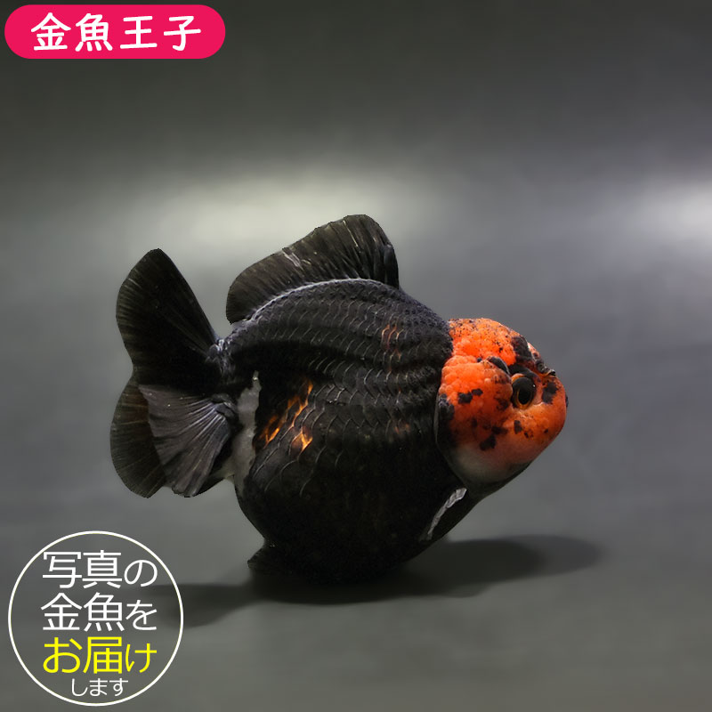大型金魚。 金魚王子】トリカラーオランダ 9±1cm前後 (個体番号：xsw344) 金魚