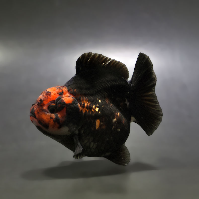 金魚王子】トリカラーオランダ 9±1cm前後 (個体番号：xsw344) 金魚