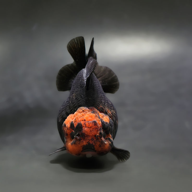 金魚王子】トリカラーオランダ 9±1cm前後 (個体番号：xsw344) 金魚