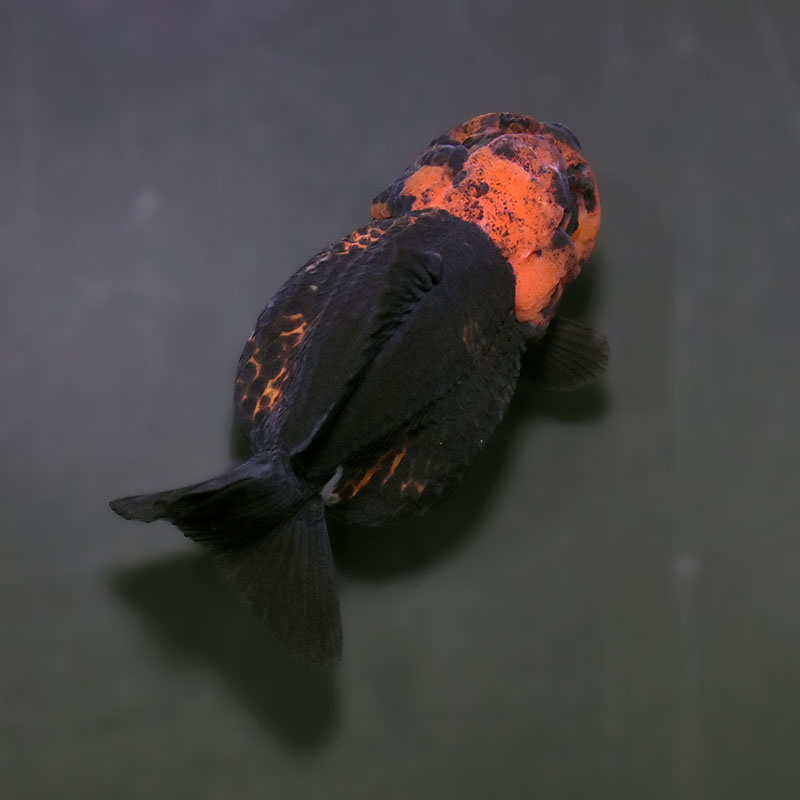 金魚王子】トリカラーオランダ 9±1cm前後 (個体番号：xsw344) 金魚
