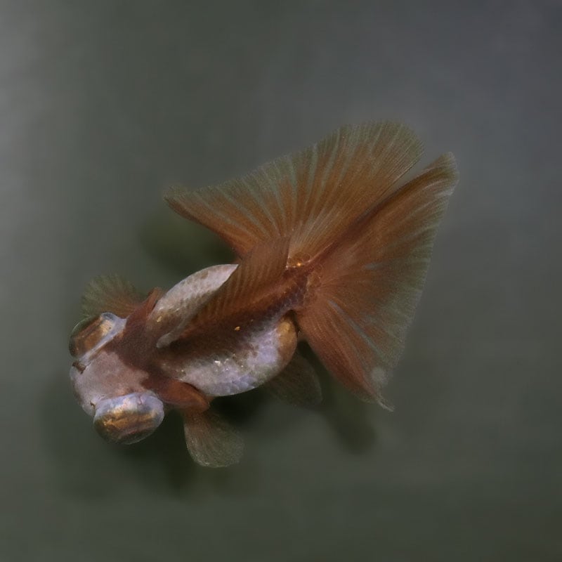 【金魚王子】メノウ蝶尾 9cm前後 (個体番号:xsw521) 金魚 きんぎょ 生体 蝶尾 厳選個体