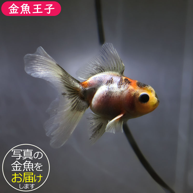 ハーフムーンオランダ　中国産　金魚　オランダ　獅子頭 金魚王子】ハーフムーンオランダ 7.5±1cm前後 (個体番号：xsw713) 金魚