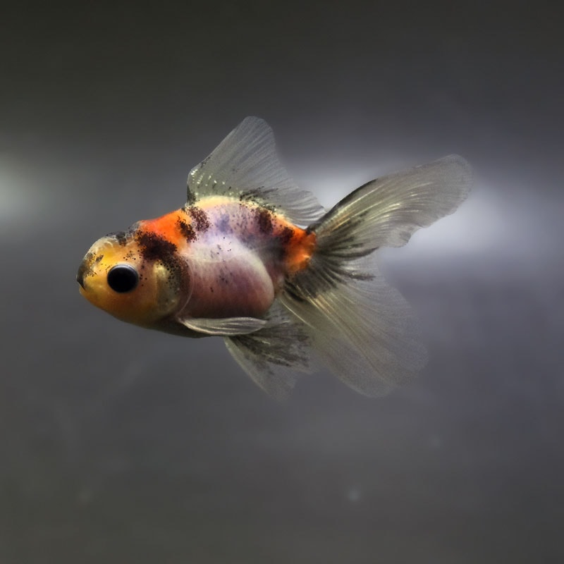 ハーフムーンオランダ　中国産　金魚　オランダ　獅子頭 金魚王子】ハーフムーンオランダ 7.5±1cm前後 (個体番号：xsw713) 金魚