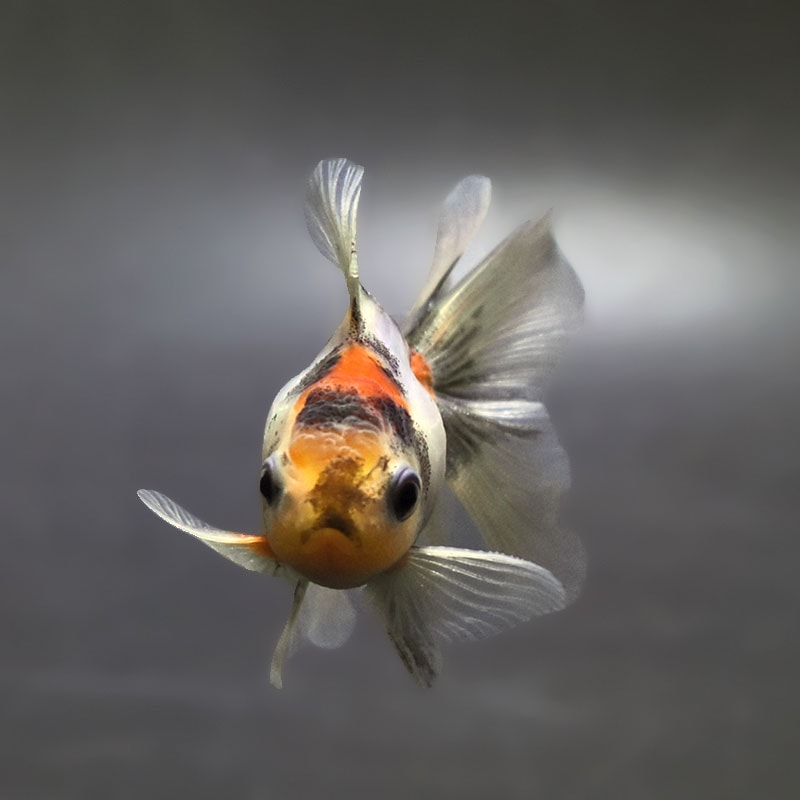 金魚王子】ハーフムーンオランダ 7.5±1cm前後 (個体番号：xsw713) 金魚
