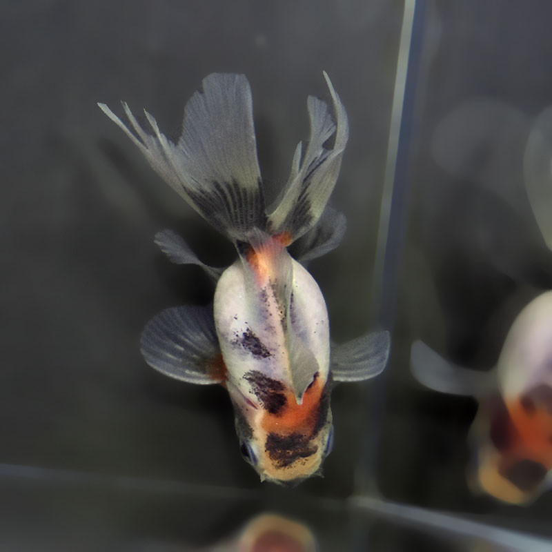 金魚王子】ハーフムーンオランダ 7.5±1cm前後 (個体番号：xsw713) 金魚